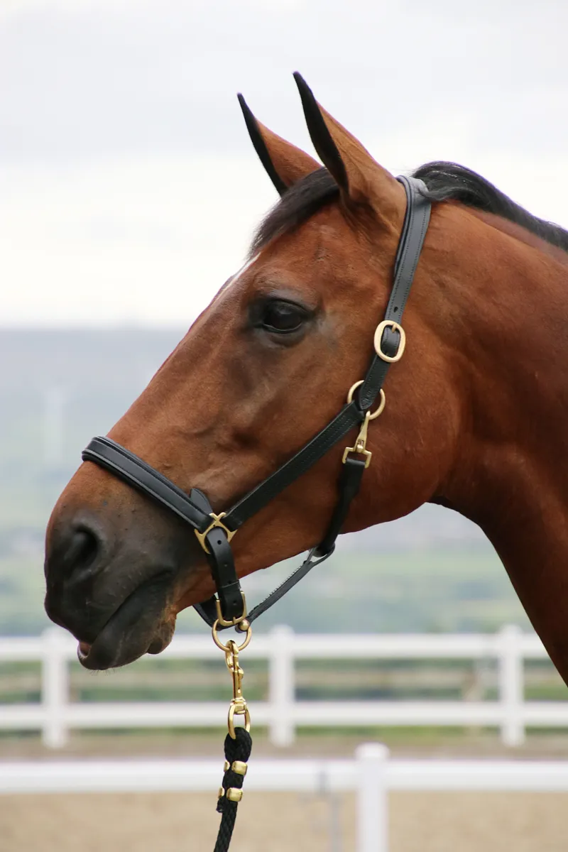 Coldstream Leather Padded Head Collar - Black-1
